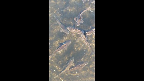 Jiju River - Kasugai, Aichi Prefecture, Japan