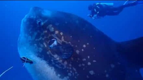 Ces plongeurs nagent avec un poisson-lune