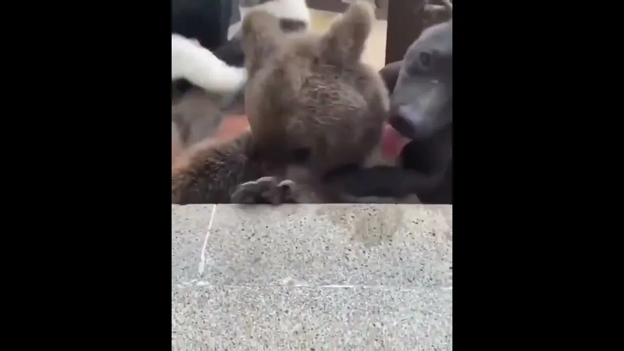 Who will tell him he's not a dog !! 🐻❣️😄 #shorts #animals #tiktok #Jayla