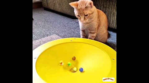 How cute is the cat playing with the small bol..👌 interesting video