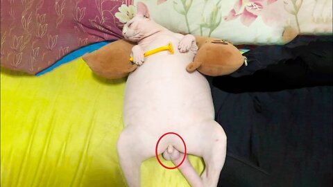 Funniest Cats 😹 - Don't try to hold back Laughter 😂 - Funny Cats Hack – 136