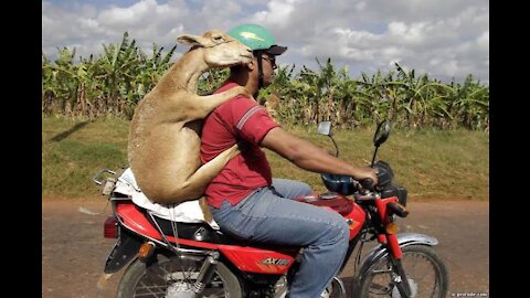 Funny situations, wonders and oddities