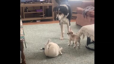 Playful Chihuahua