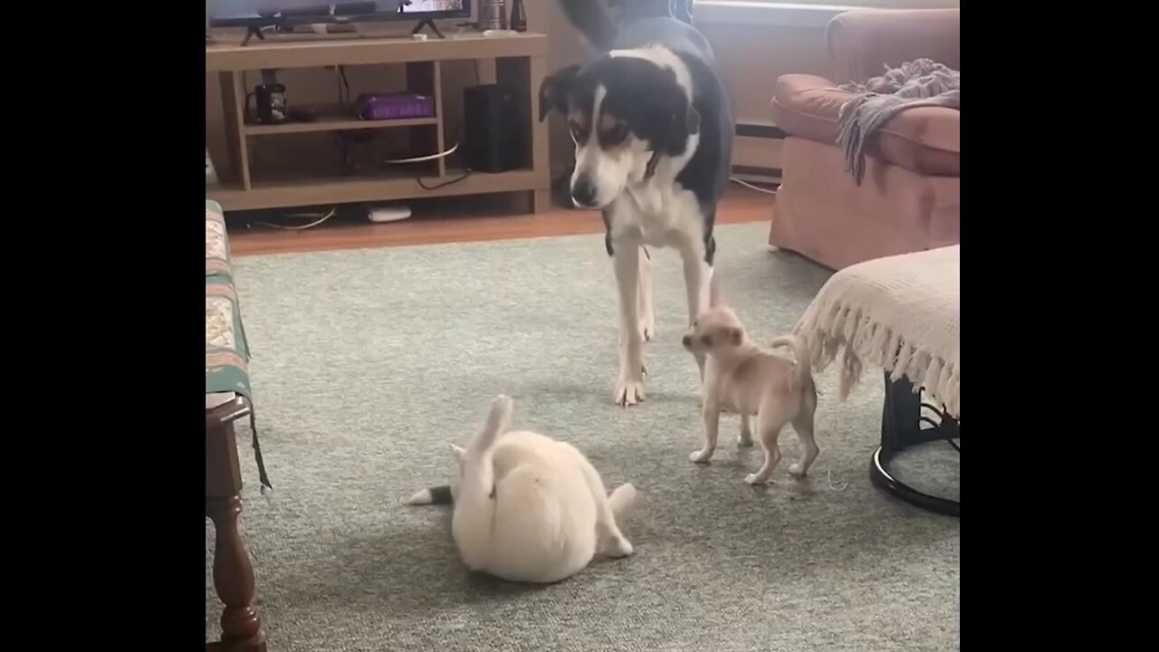 Playful Chihuahua