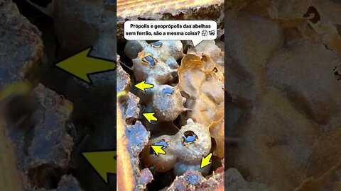 Abelhas sem ferrão produzem própolis? #Shorts