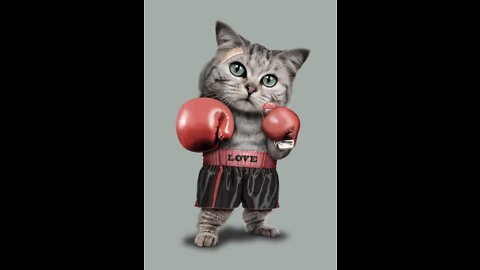 World Wrestling Cats 2022 | The Ultimate Kitten Fighting Competition