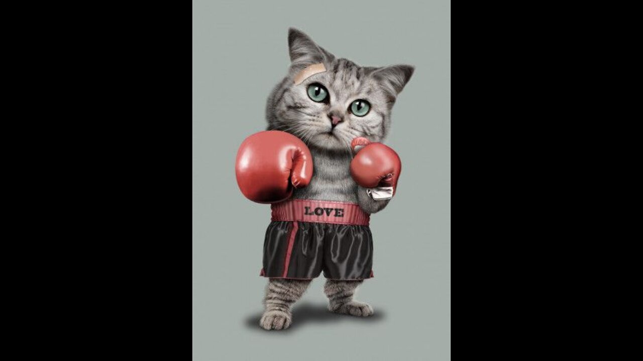 World Wrestling Cats 2022 | The Ultimate Kitten Fighting Competition