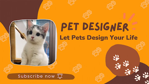Best Funny Cat Videos That Will Make You Laugh All Day Long