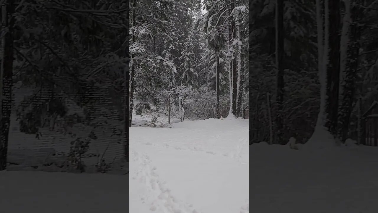 Waking Up To A Snow Storm | Living Off Grid In The Winter | #shorts