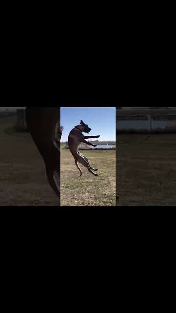 Belgian Malinois’ rock! 🐕 Check out our channel for more! #Shorts