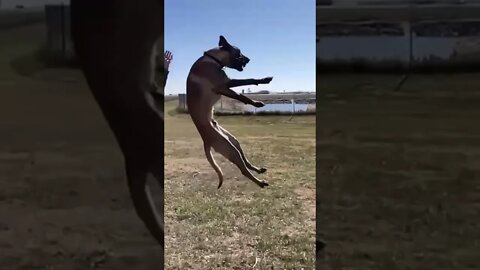 Belgian Malinois’ rock! 🐕 Check out our channel for more! #Shorts
