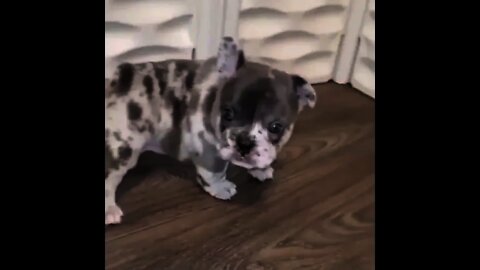 Cute Overload!