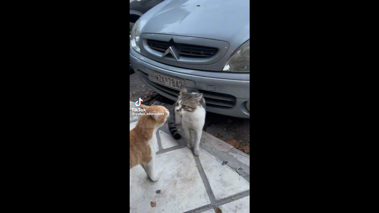 Cat fight