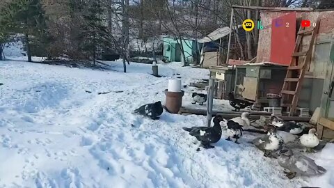 It's Happened Again : Let's Feed the Chickens : Farmcore