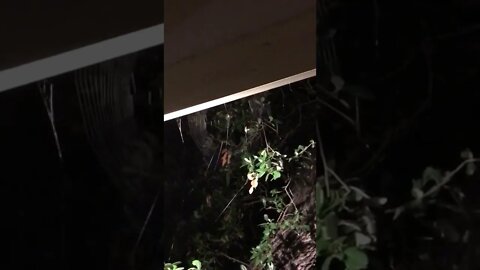 Orb-weaver spider web spinning 🕸 #shorts