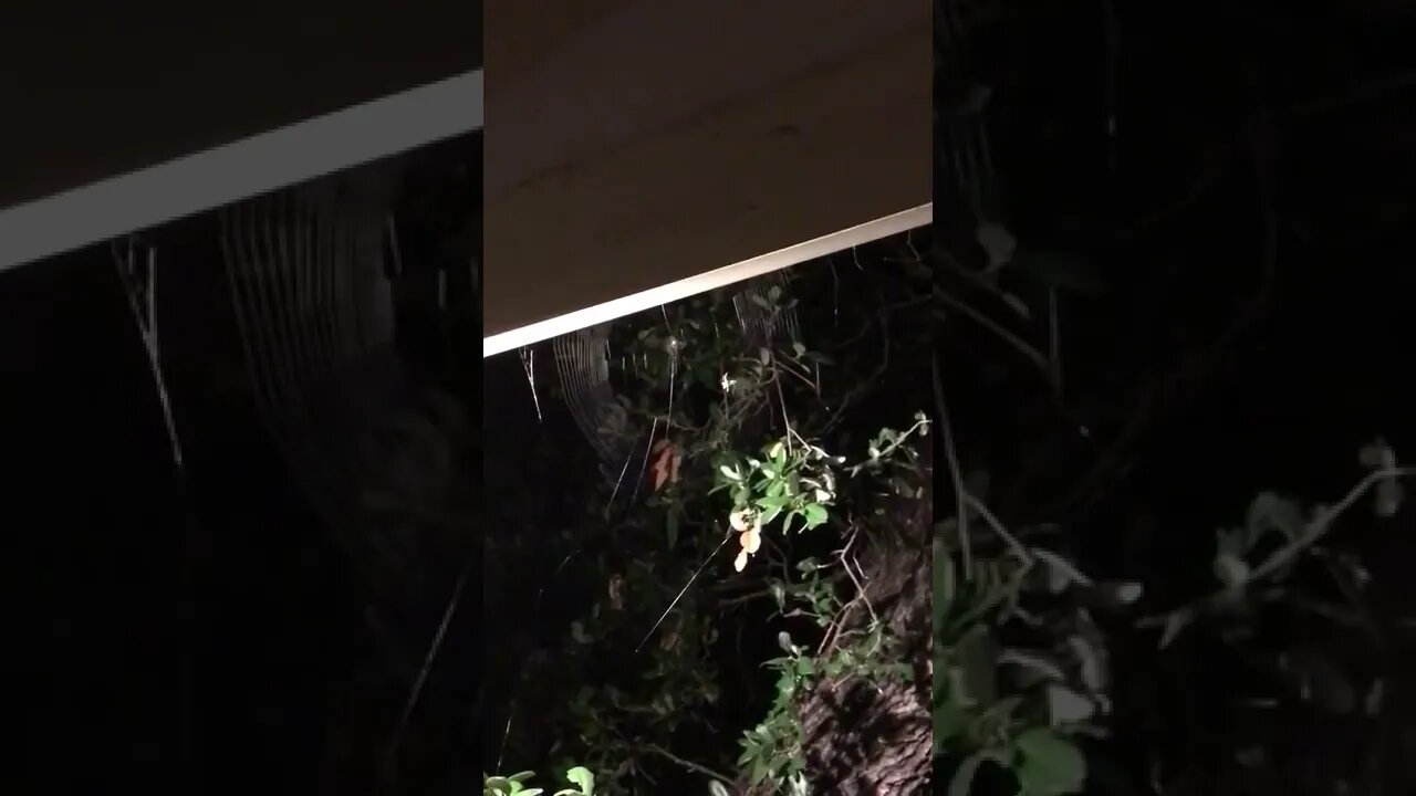 Orb-weaver spider web spinning 🕸 #shorts