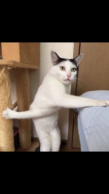 Funny Cat Videos 😻 Try Not To Laugh Or Grin 😺 Challenge