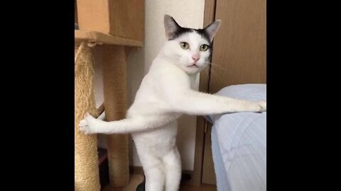 Funny Cat Videos 😻 Try Not To Laugh Or Grin 😺 Challenge