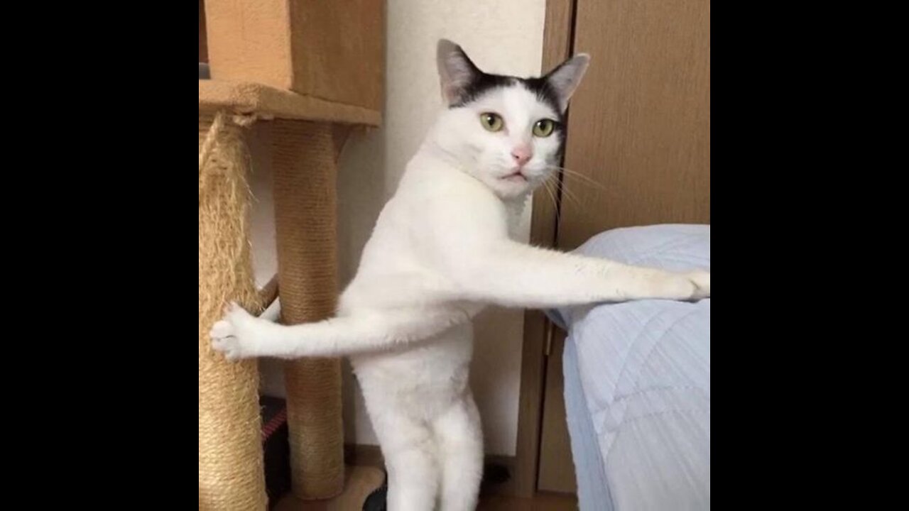 Funny Cat Videos 😻 Try Not To Laugh Or Grin 😺 Challenge