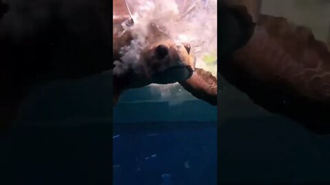 Aquela cena que traz uma alegria ao nosso coração!