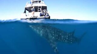 Tubarão-baleia surpreende turistas em barco