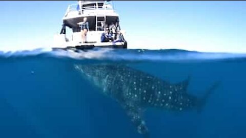 Tubarão-baleia surpreende turistas em barco
