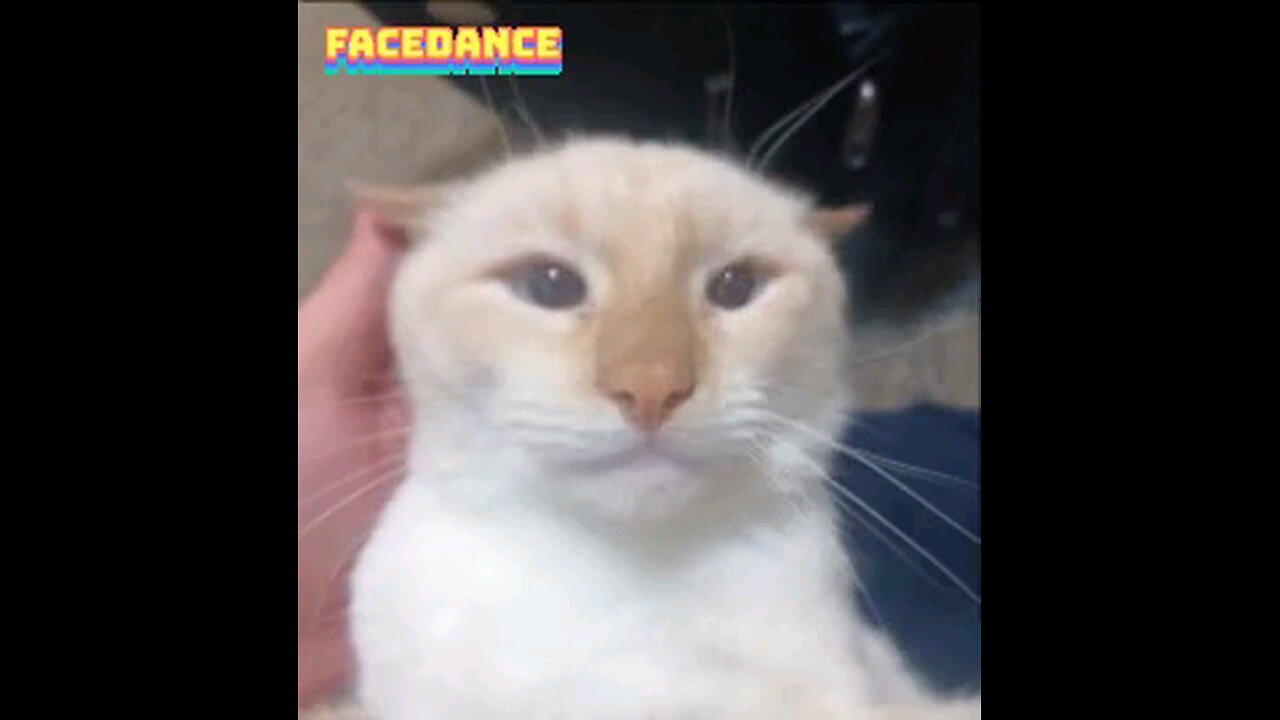 My Cat "Christmas" Sings a Coconut 🥥 Song