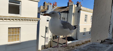 Feeding the Gull