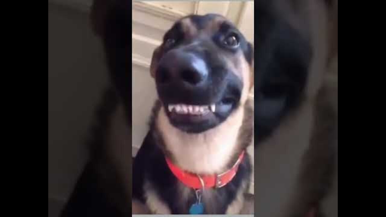 Cat & Dog Doing Funny Things