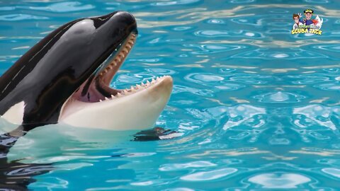 Interesting Facts About Killer Whales