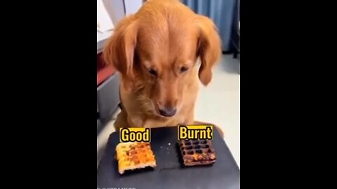 Smart Dog