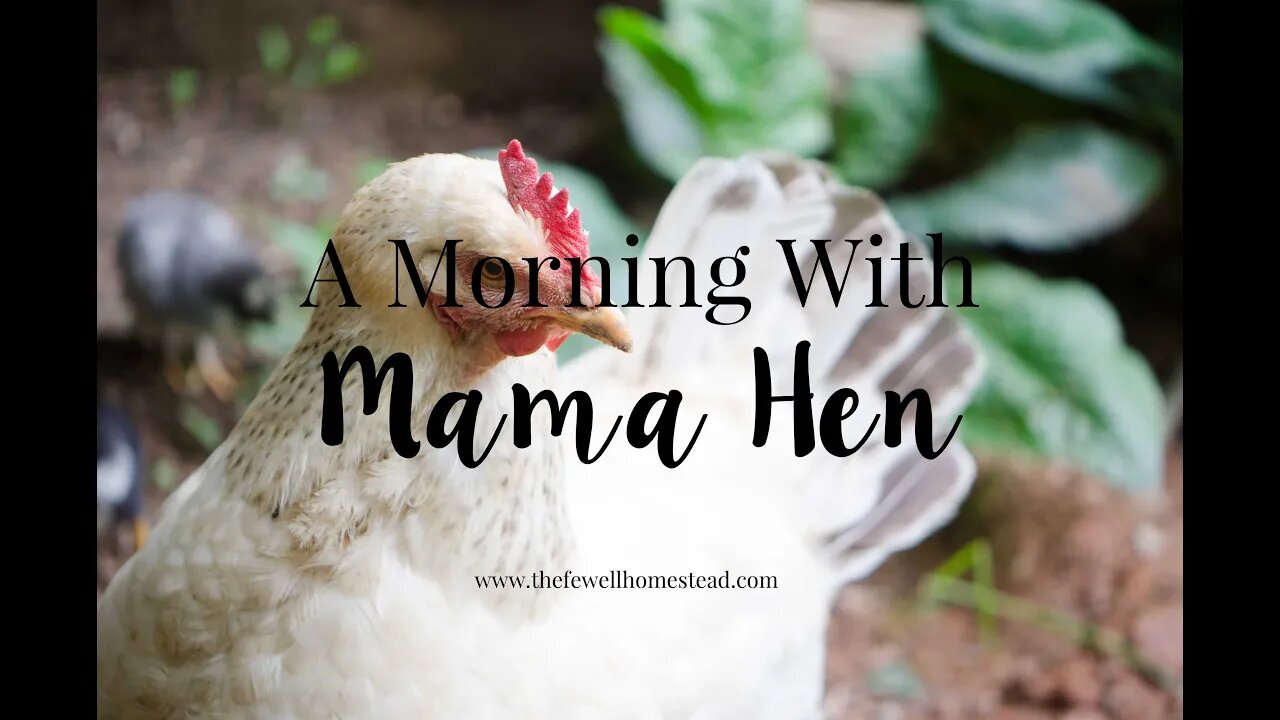 A Morning With Mama Hen | And what she's teaching me
