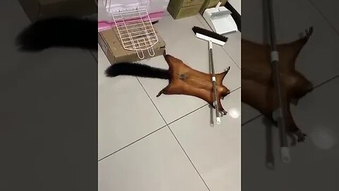 решило прикинуться что её метлой убило, и срубить страховку. это в омерике снято, там все такие.