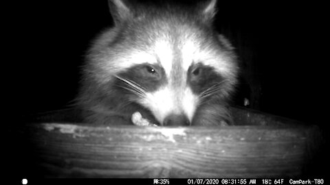 Closeup of raccoon and it’s peanuts