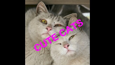 Cats are Cute and Funny - TRY NOT TO LAUGH