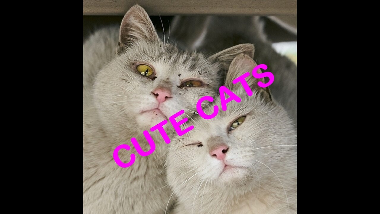 Cats are Cute and Funny - TRY NOT TO LAUGH