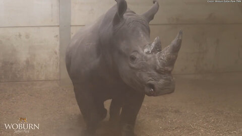 Zoo Welcomes Two New Rhinos Known For Their 'Love Of Attention'