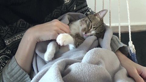 Noises Scare the Cat Sleeping Beauty