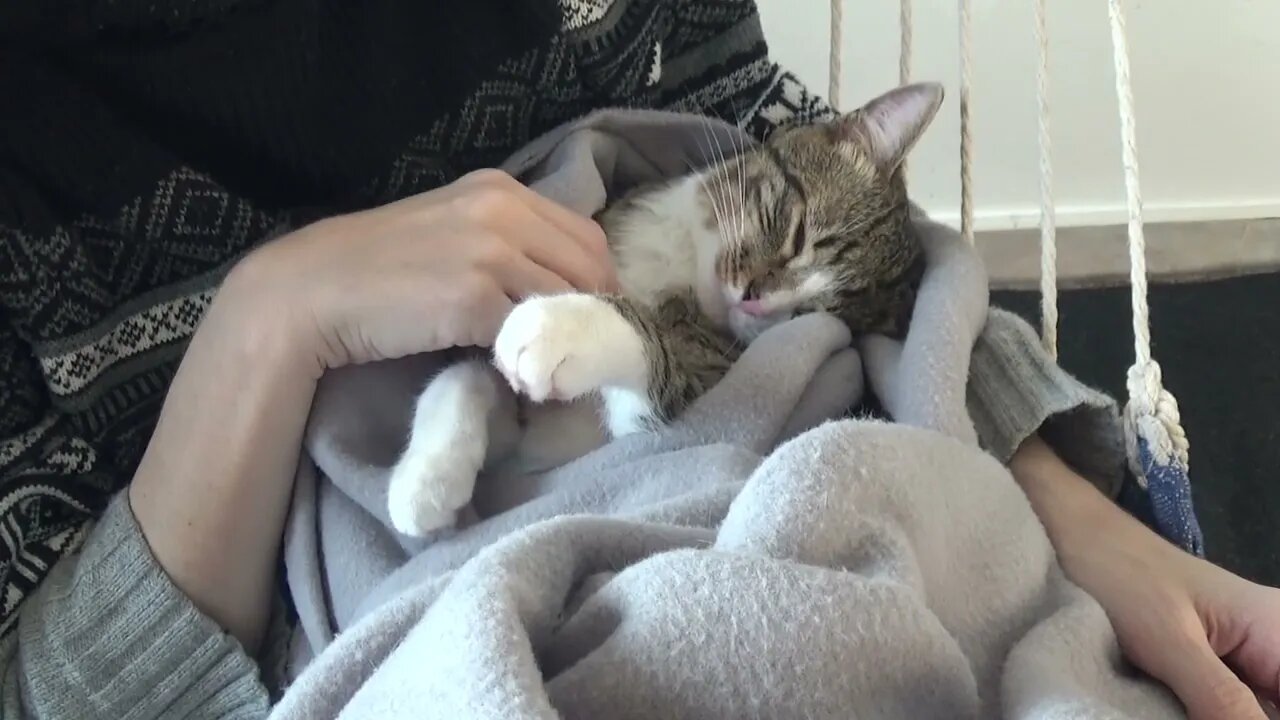Noises Scare the Cat Sleeping Beauty