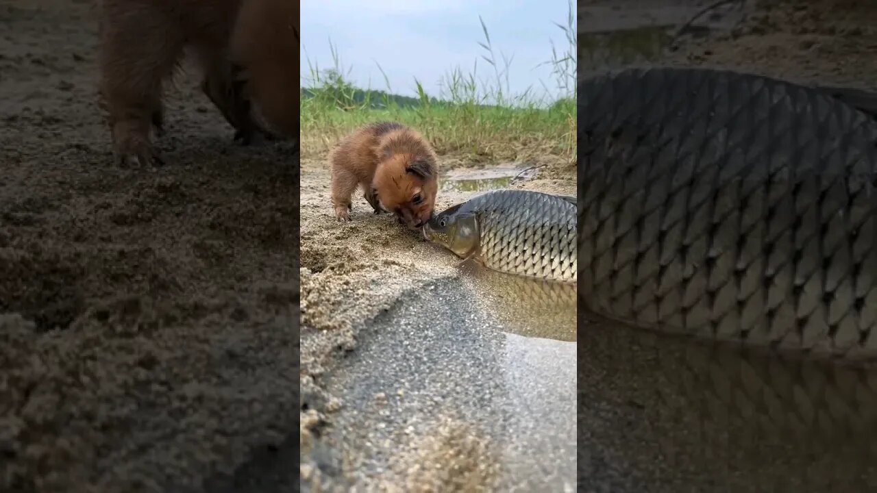 pure love #love #pure #dog #fish #shorts #nature #subscribe