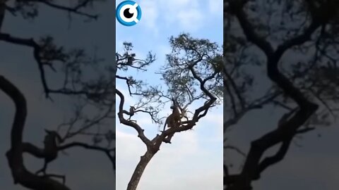 INCRIVEL! Leopardo Caça Macaco Numa arvore no Parque Nacional Kruger #leopardo #leopardos #macaco