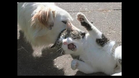 MOST Vicious DOG Attacks On CATS and KITTENS