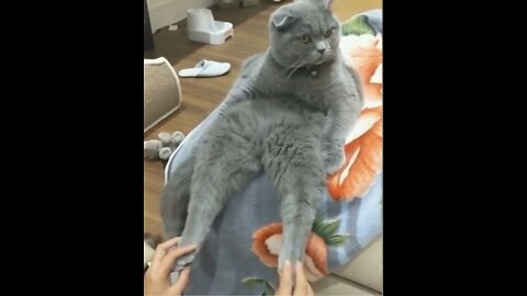 Awesome Funny Pet Animals Videos