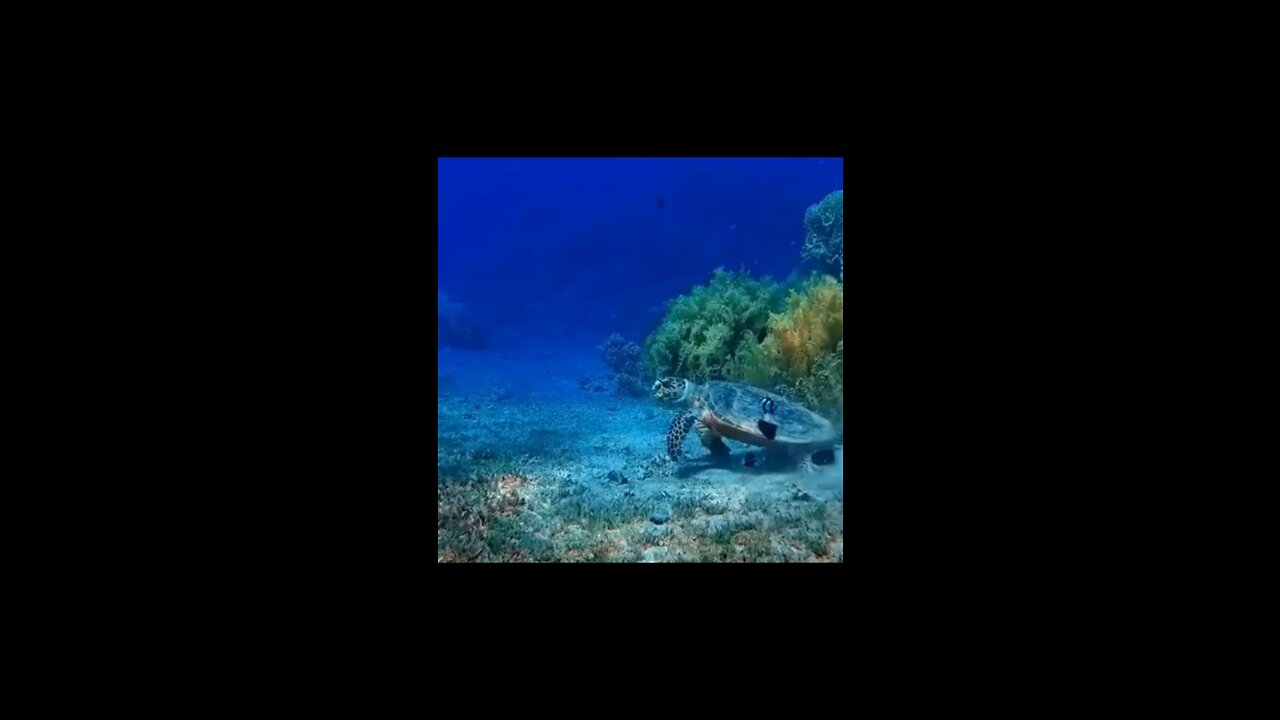 big turtle in the sea