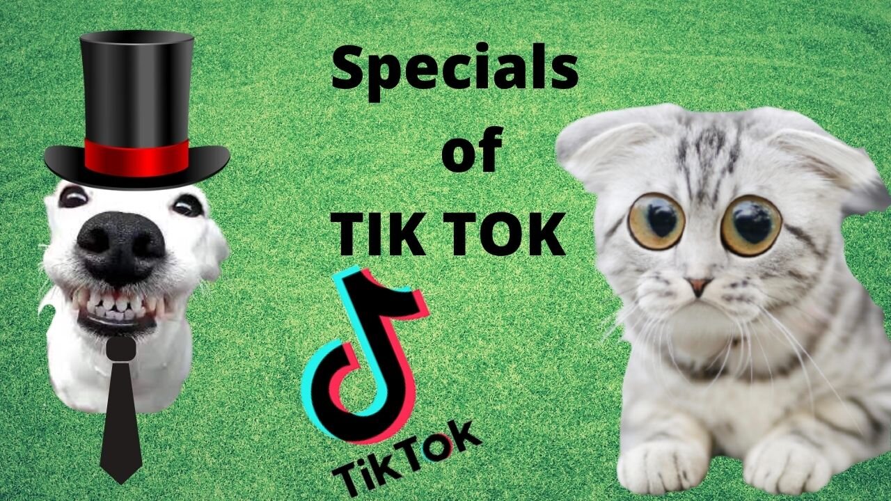 The Cutest Cats G in the World - Cute and beautiful kittens😍😍 special tik tok