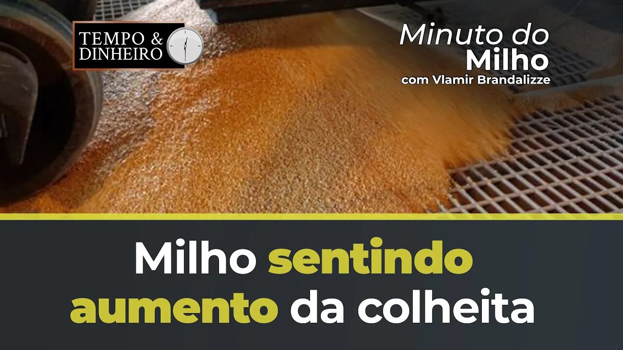 Milho sentindo aumento da colheita