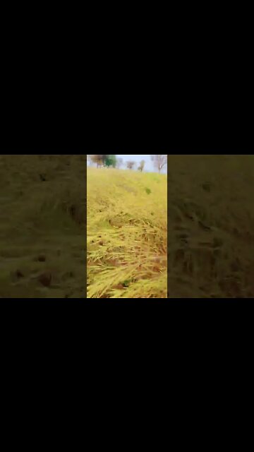 jodi 🤣🥰🤗 #youtubeshorts #shorts #youtube #shortvideo #shortyoutube