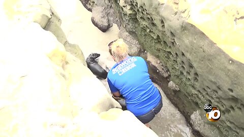 Baby sea lions trapped in La Jolla