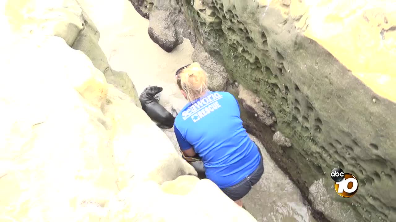 Baby sea lions trapped in La Jolla