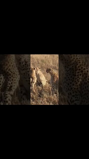 #Shorts #Animal #Cheetah #Peace #Love #Care